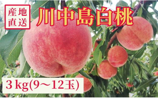 白桃 川中島 3kg 9～12個 秀品 農家直送 山形県 朝日町産 山形産 もも モモ 桃 ピーチ 果物 フルーツ 夏 送料無料 糖度 クール便 冷蔵便 予約 先行予約【8月下旬発送】