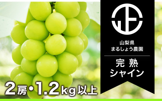 【完熟】 シャインマスカット 2房 1.2㎏以上