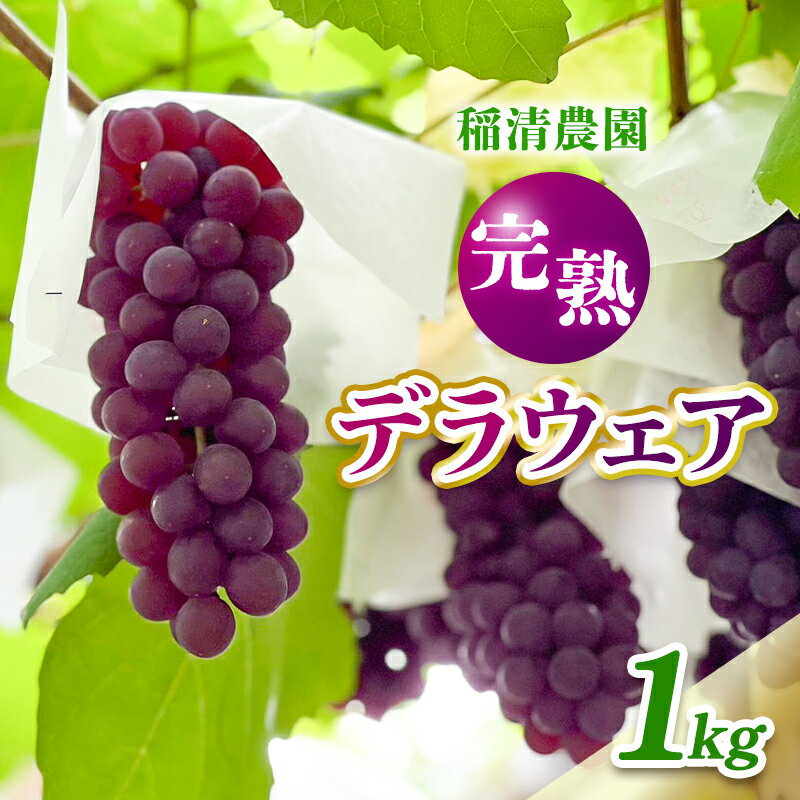【ふるさと納税】【2025年先行予約】数量限定 デラウェア1kg（5房前後）6月中旬～7月下旬発送｜特選 期間限定 ぶどう 葡萄 フルーツ 果物 くだもの 人気 贈答用 ギフト 先行予約 種なし 旬 新鮮 家庭用 プレゼント 送料無料 贅沢 甘い　お届け：6月中旬～7月下旬発送