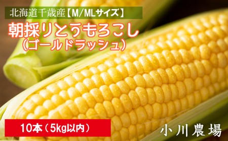 ＜フジテレビ『どっちのふるさと？』で紹介！＞2025年発送予約☆北海道千歳産【M/MLサイズ】朝採りとうもろこし（ゴールドラッシュ）10本 5kg以内【小川農場】