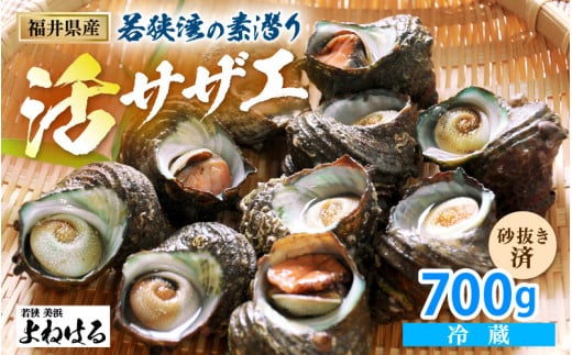 【先行予約】若狭湾の素潜り 天然 活サザエ 合計約700g (6～10個) 説明書付き【2025年6月以降順次発送予定】【サザエ さざえ 貝 天然 海産物 刺身 お造り 海の幸 BBQ つぼ焼き 壺焼き 佃煮】[m17-a047]