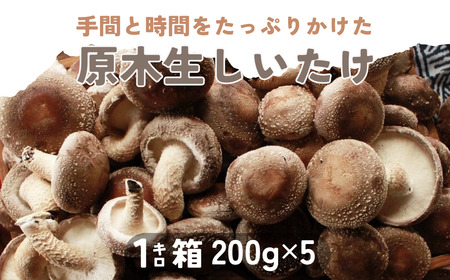 【北海道】原木 生しいたけ 1kg（200g×5）《厚真町》【株式会社きたい】しいたけ しいたけ しいたけ しいたけ しいたけ しいたけ [AXAI001]