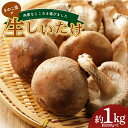  きのこ屋の肉厚なところを選んだ生しいたけ 約1kg F4D-0702