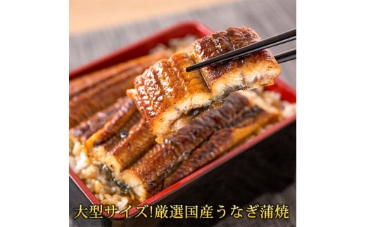 大型サイズふっくら柔らか国産うなぎ蒲焼き 約2人前【化粧箱入】