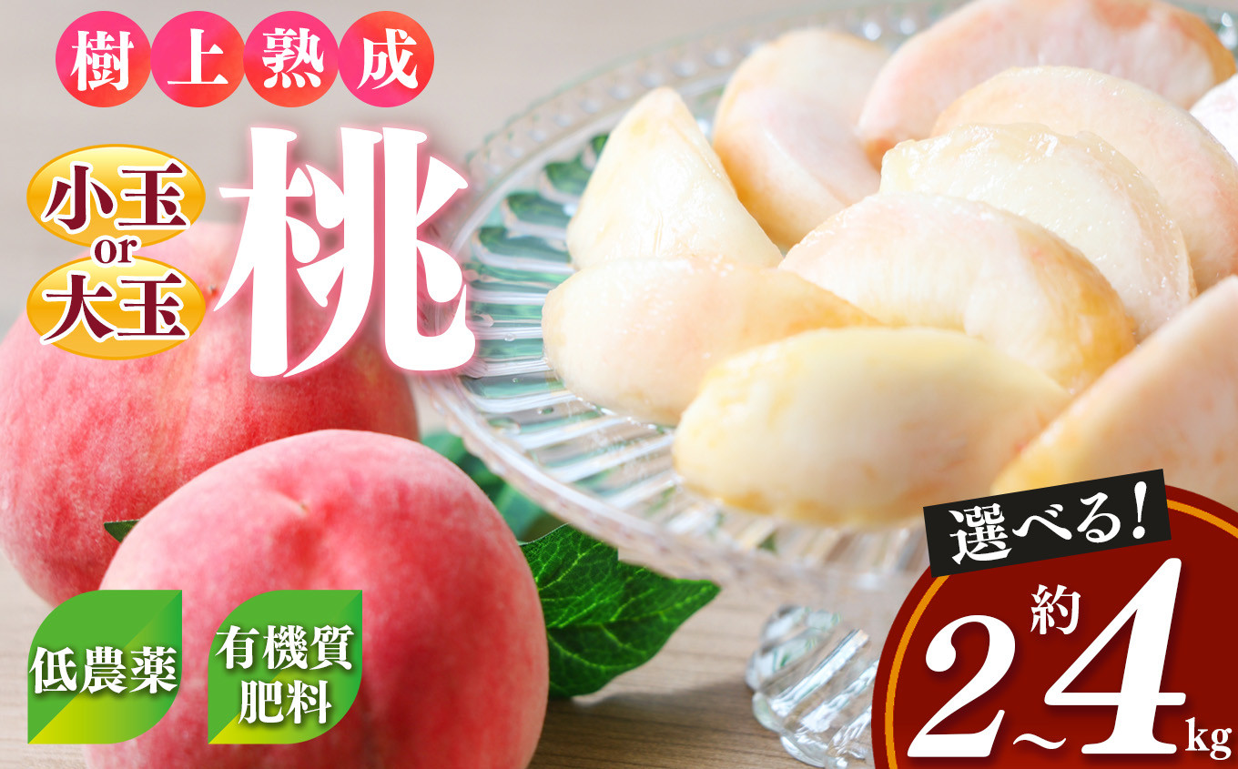
            桃（ 小玉 or 大玉） 約2～4kg 箱| フルーツ 果物 くだもの もも モモ ピーチ 奈良県 五條市 果実 果汁
          