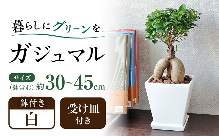
            観葉植物 ガジュマル 多幸の木 ホワイトスクエア 陶器鉢  / 観葉 植物 インテリア おしゃれ プレゼント / 大村市 /琴花園[ACYK018]
          