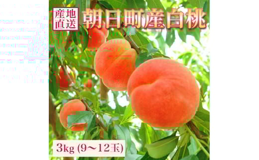 ＜先行予約＞ 白桃 秀品 3kg 9～12玉程度 【8月上旬～9月上旬発送】 山形県 朝日町産 フルーツ 山形産 桃 もも モモ ピーチ 果物 夏