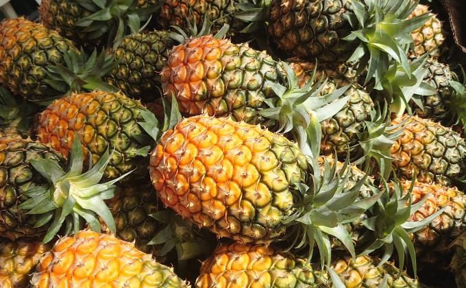 
2024年 先行予約 島パイン (ハワイ種) 約7kg 5～8玉 ますみ農園 ”蜜たっぷり” パイン パイナップル 果物 フルーツ
